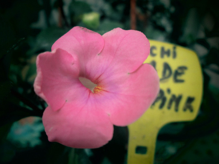 achi cascade pink