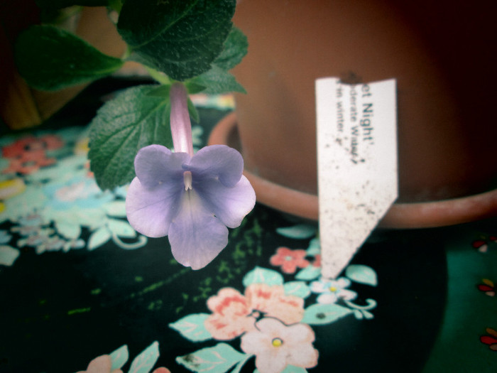 achi violet night 3