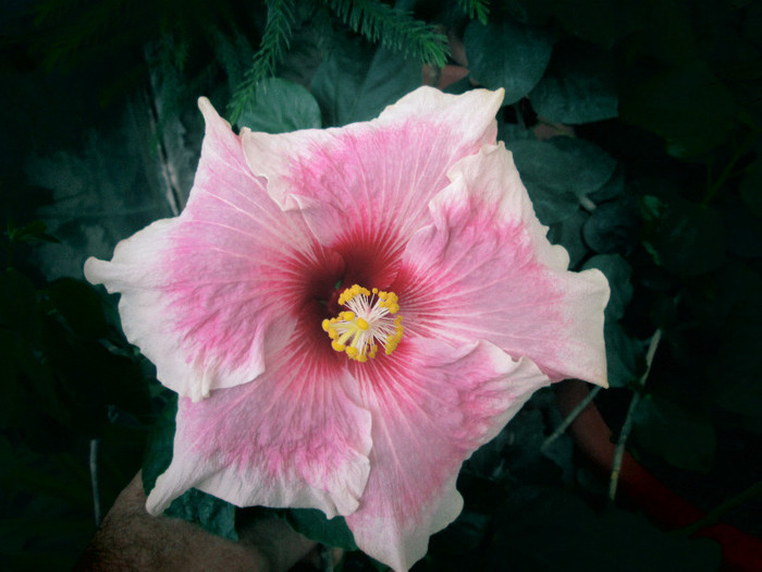 hibiscus