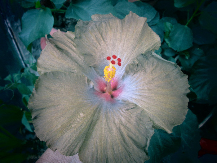 hibiscus