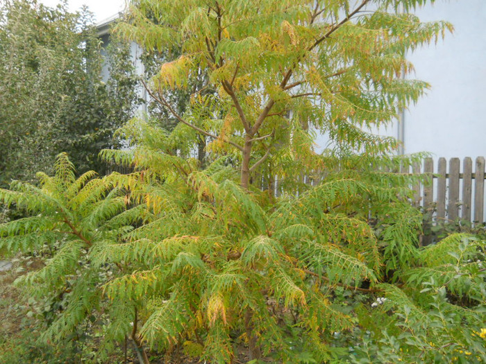 rhus typhina laciniata - arbori ornamentali 2012