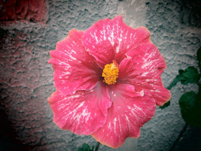 hibiscus