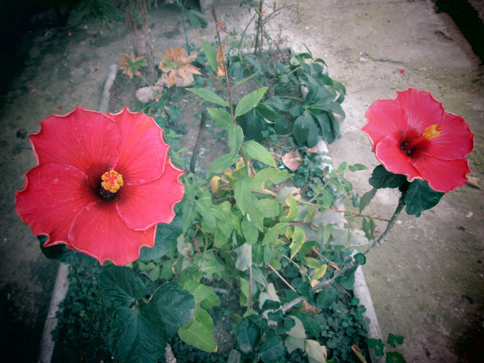 hibiscus surori