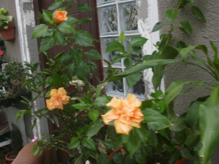  - Plante