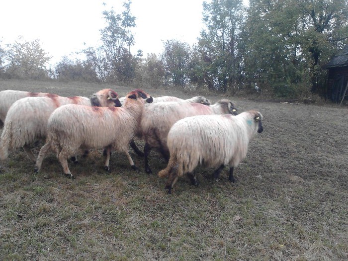 P141012_16.40; preferata mea e cea din prim plan, cu capul sus...
