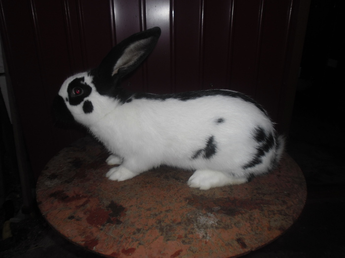 De vanzare; 4.5 luni
