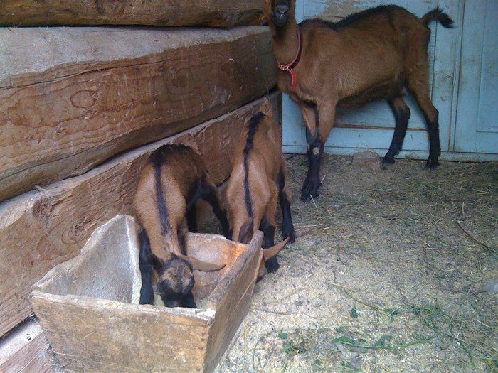 IMG_0971; Lola cu gemenii Torro si Steluta
