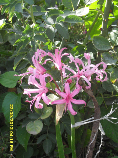 Nerine bowdenii - 7_Flori gradina anul I_ 2012