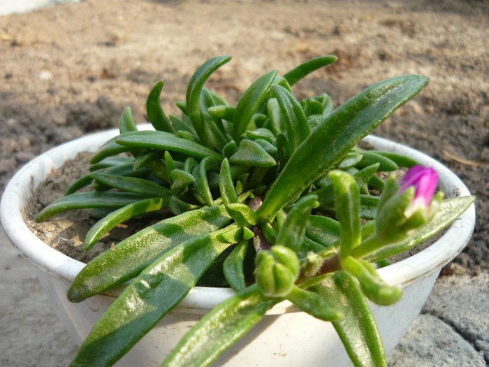 ; are un nume ciudat  nu-mi vine acum in minte
