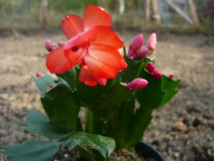 craciunita de la Kaufland