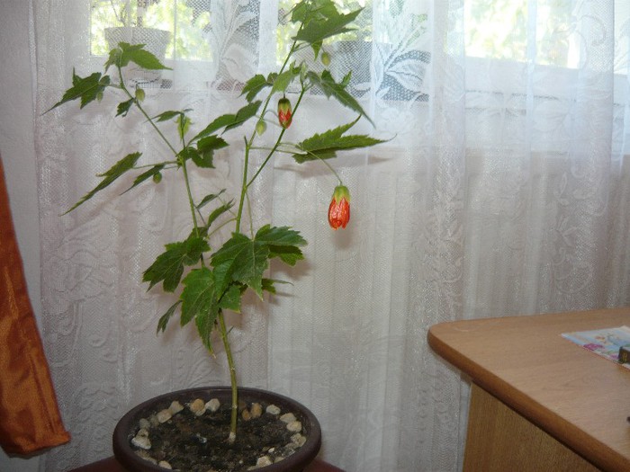 primele flori; sunt portocalii nu rosii cum ma asteptam
