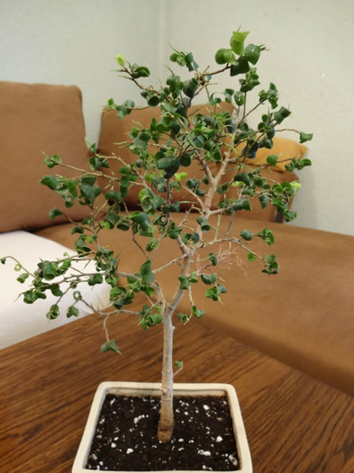 Ficus benjamina-Barok green - Ficus-varietati