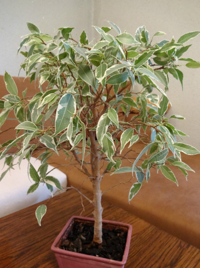 DSC00375 - Ficus-varietati