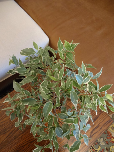 DSC00377 - Ficus-varietati