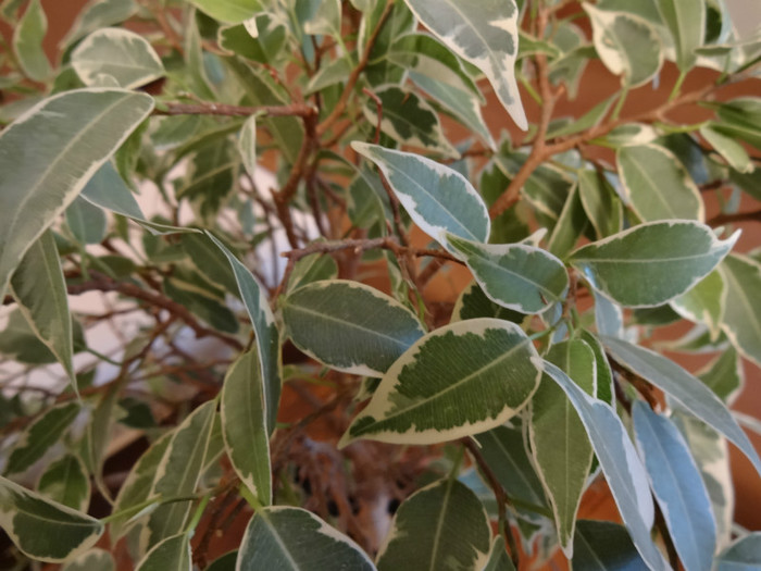 DSC00378 - Ficus-varietati