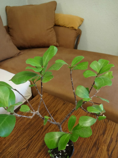 Ficus deltoides - Ficus-varietati