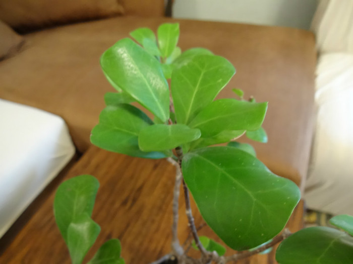 Ficus deltoides - Ficus-varietati