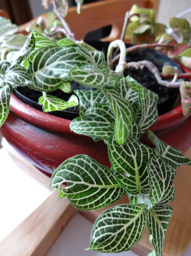 DSC00379 - Fittonia - varietati