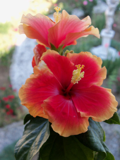 101_3977 - HIBISCUS