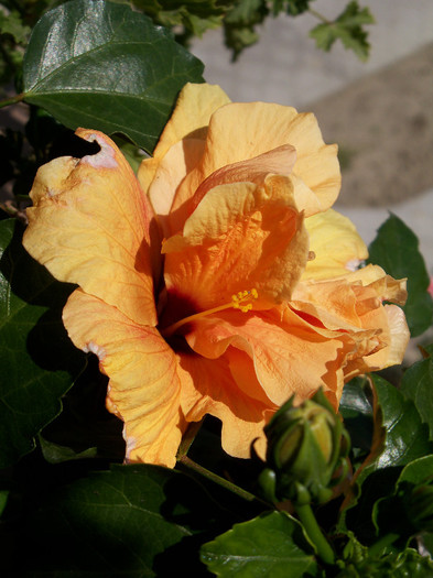 101_4039 - HIBISCUS