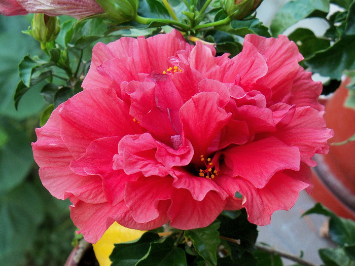 101_4193 - HIBISCUS