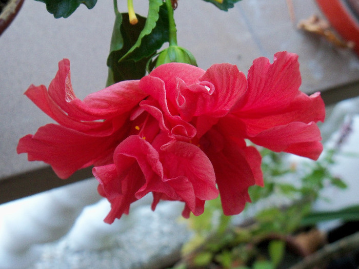 101_4197 - HIBISCUS