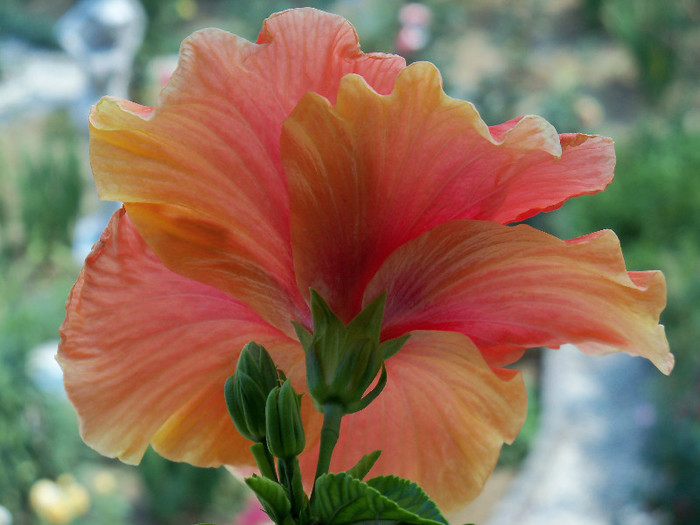 101_4278 - HIBISCUS