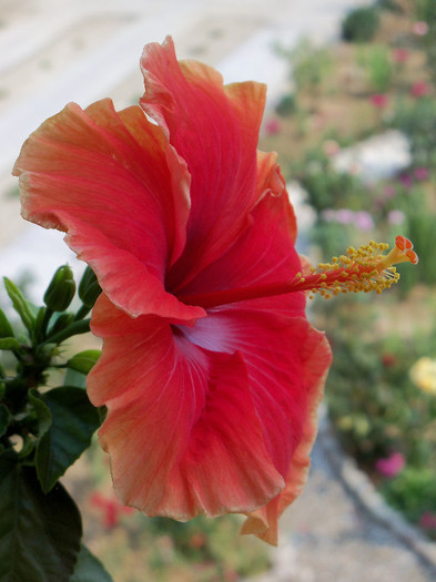 101_4281 - HIBISCUS