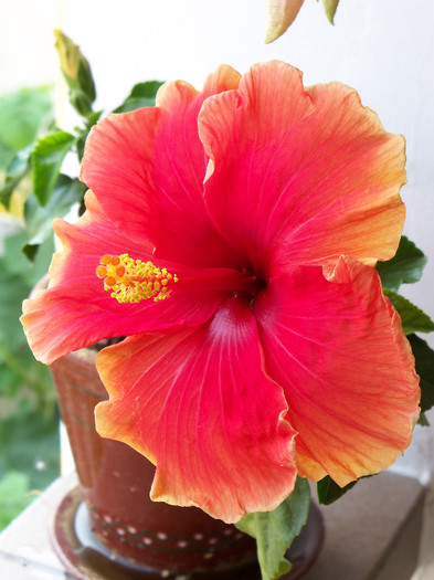 101_4284 - HIBISCUS