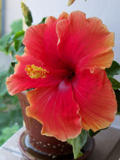 101_4285 - HIBISCUS