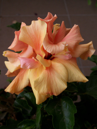 101_4985 - HIBISCUS