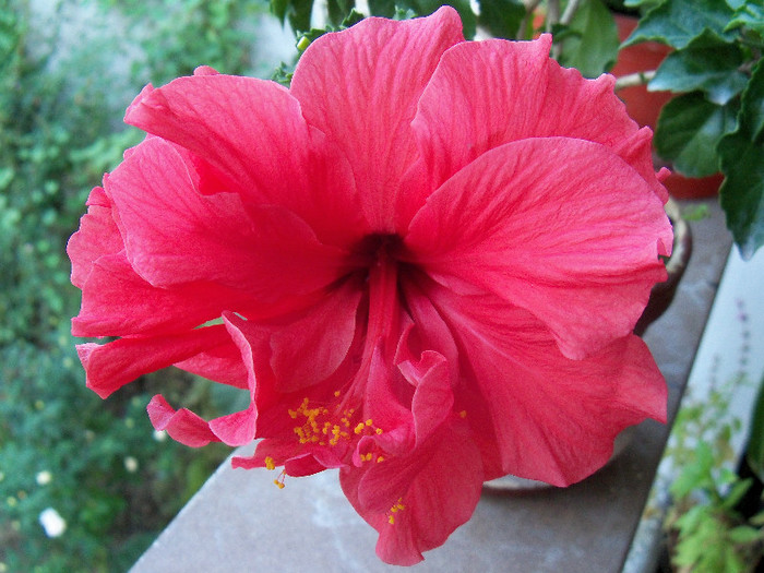 101_5109 - HIBISCUS