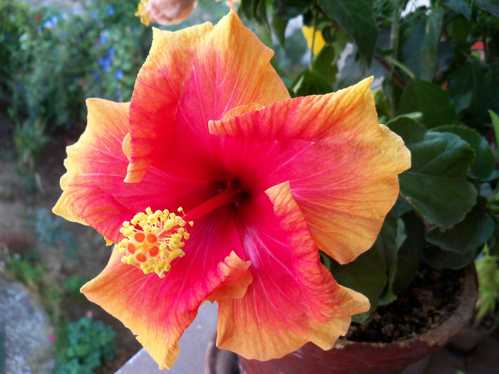 101_5199 - HIBISCUS