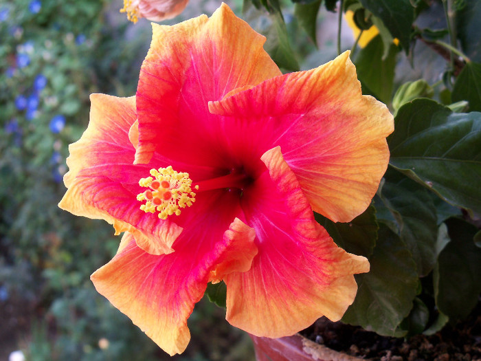 101_5200 - HIBISCUS