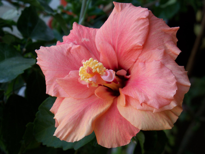 101_5201 - HIBISCUS