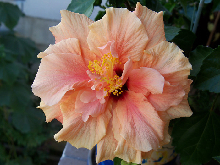 101_5202 - HIBISCUS