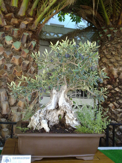bonsai- apartine unui club de prieteni ai bonsailor - A3 flori si pomi