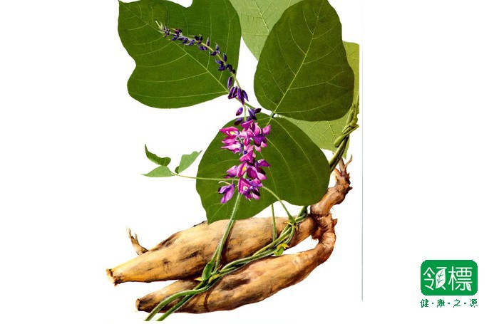 Pueraria-Lobata - 2-de vanzare 2019-2020-SEMINTE IERBURI FOLOSITOARE SI PLANTE MEDICINALE RARE