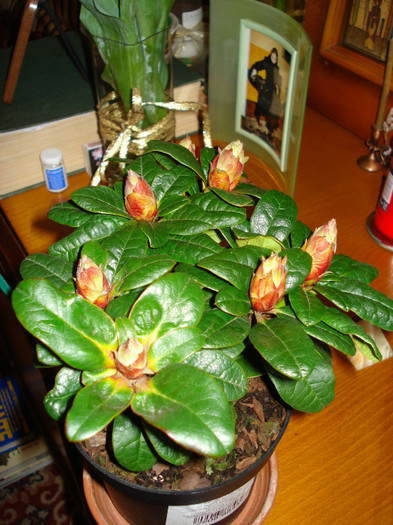 DSC02264 - Rhododendron