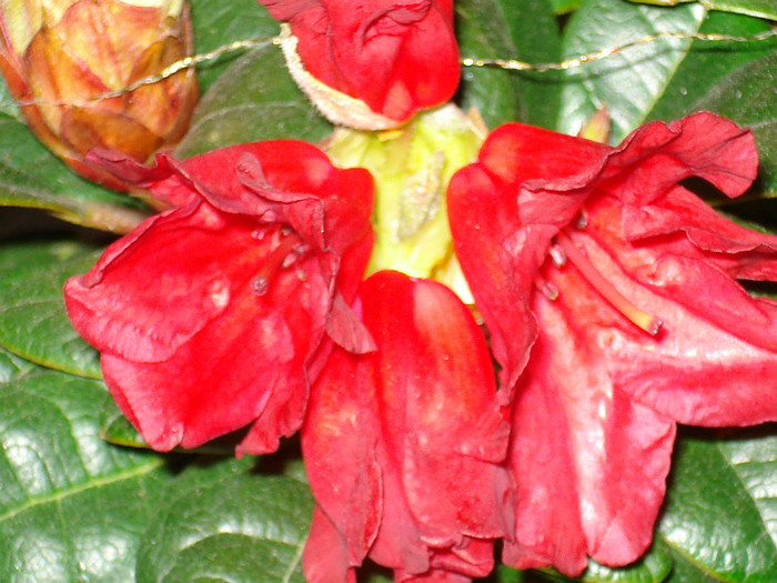 DSC02278 - Rhododendron
