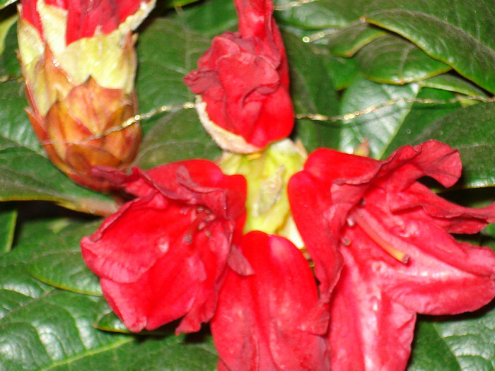 DSC02280 - Rhododendron