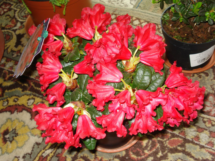 DSC02290 - Rhododendron