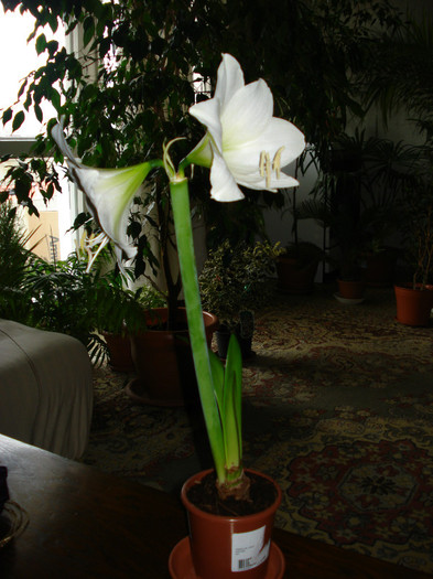 DSC01758 - Amaryllis