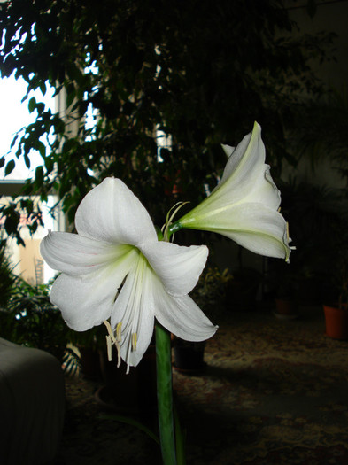 DSC01759 - Amaryllis