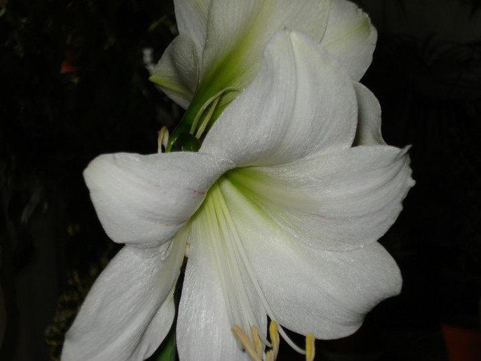 DSC01768 - Amaryllis