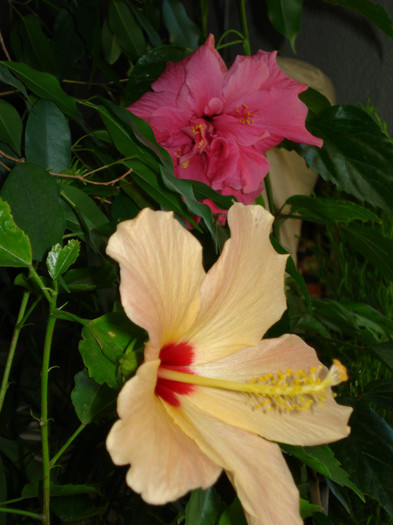 DSC01662 - Hibiscus