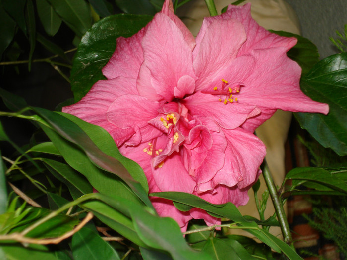 DSC01663 - Hibiscus