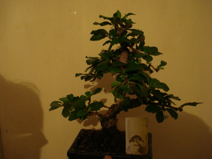 DSC02432 - Bonsai