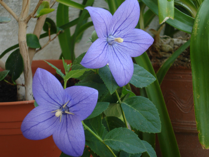 DSC02544 - Campanula