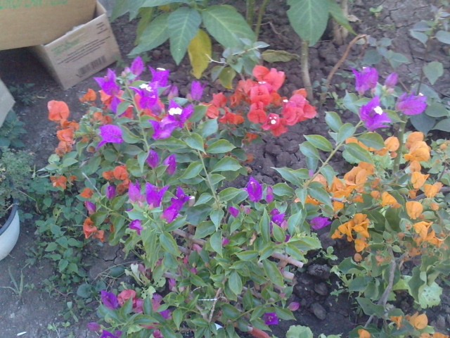 P151012_17.290001 - Bougainvillea